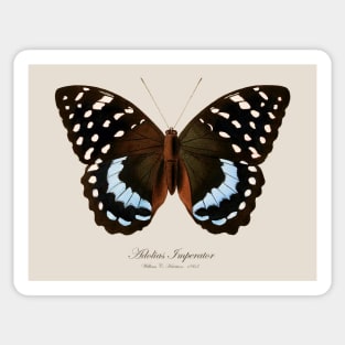 Butterfly - Archduke Butterfly, Adolias Imperator aka Lexias Satrapes or Tanaecia Calliphorus Sticker